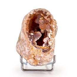 Corail fossile, Tampa Bay, Etats-Unis, 231 grammes