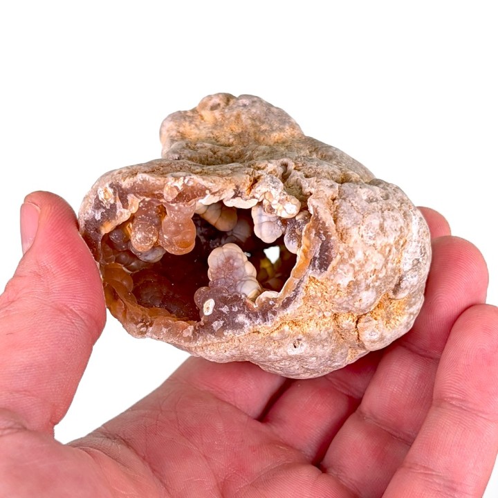Fossil coral, Tampa Bay, United States, 231 grams