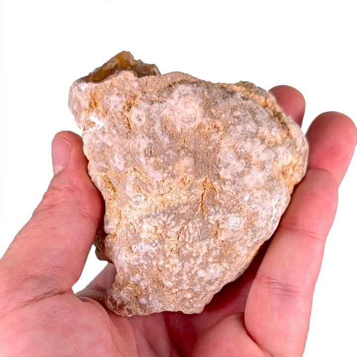 Corail fossile, Tampa Bay, Etats-Unis, 231 grammes