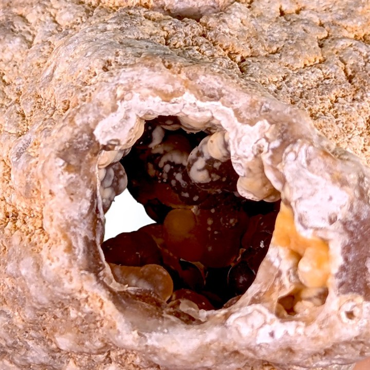 Fossil coral, Tampa Bay, United States, 231 grams