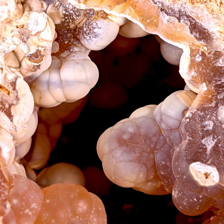 Corail fossile, Tampa Bay, Etats-Unis, 231 grammes