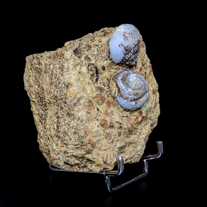 Helix ramondi, lussatite, Dallet, France, 271 g