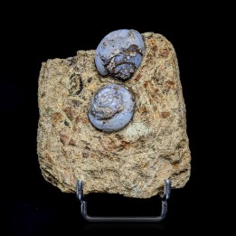 Helix ramondi, lussatite, Dallet, France, 271 g