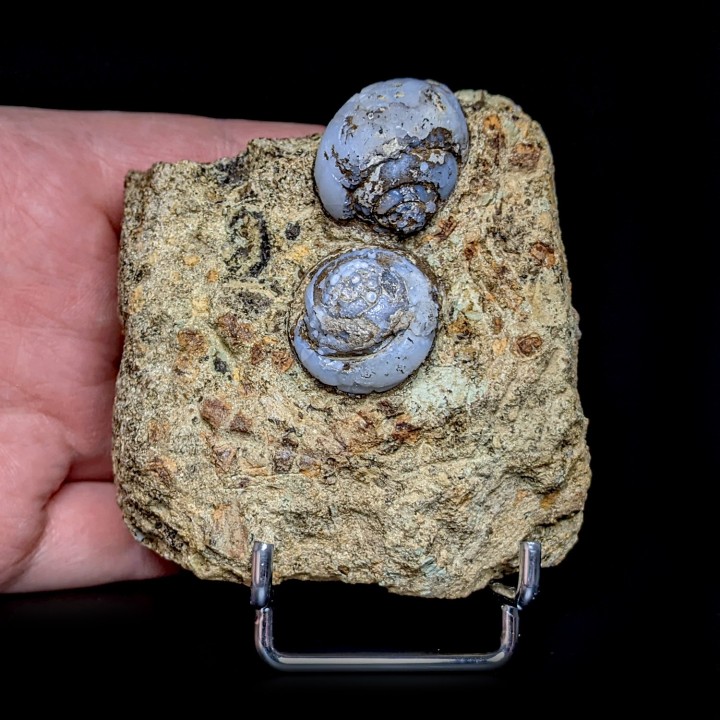 Helix ramondi, lussatite, Dallet, France, 271 g