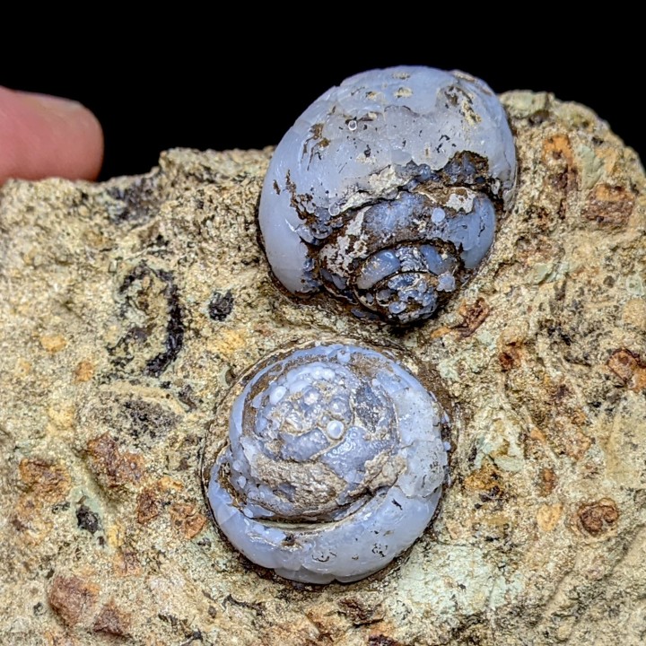 Helix ramondi, lussatite, Dallet, France, 271 g