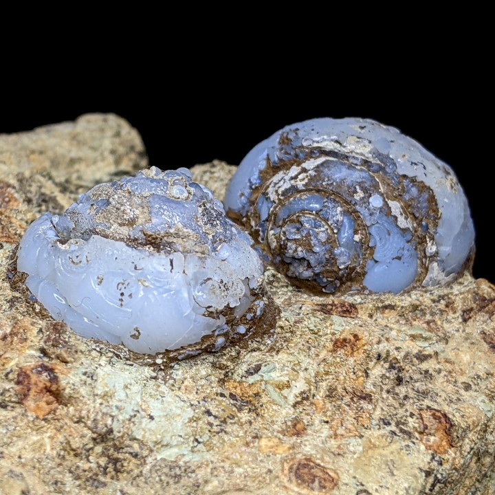 Helix ramondi, lussatite, Dallet, France, 271 g