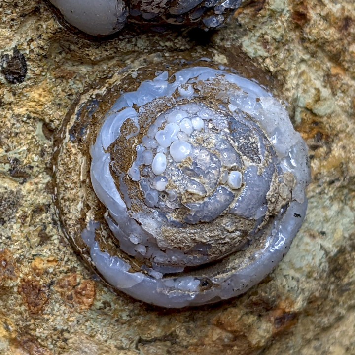 Helix ramondi, lussatite, Dallet, France, 271 g